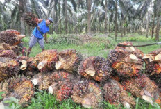 Harga TBS Kelapa Sawit di Jambi Tembus Rp3.612 per Kilogram