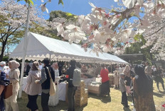 Suasana Lebaran di Jepang disambut oleh Bunga Sakura yang Bermekaran