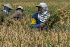 NTP Jambi Naiki 1,25 Persen Disebabkan Naiknya Indeks Harga yang Diterima Petani