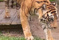 Jambi akan Mendatangkan Harimau Benggala 