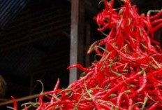Cabai Merah Jadi Penyumbang Tertinggi IPH Merangin, Minggu Keempat September 3,44 Persen 