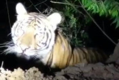 Harimau Muncul ke Arah Pemukiman 