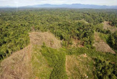 Hutan Jambi Terus Menyusut, Ruang Hidup Masyarakat Kian Terdesak