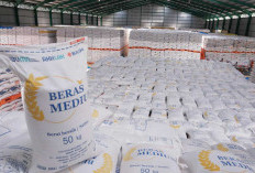 Perum Bulog Serap Hasil Panen Petani Hingga 800 Ribu Ton