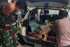 Petani di Merangin Diterkam Dua Harimau, BKSDA Jambi Turunkan Tim ke Lokasi Kejadian