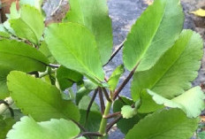 Setawar Sedingin, Ramuan Herbal Asal Sarolangun yang Ditetapkan sebagai Kekayaan Intelektual Komunal