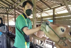 Siapkan 1.630 Ekor Hewan Kurban, Untuk Hari Raya Idul Adha