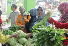 Panen Hasil Budidaya Sayur Organik,Faperta Adakan ‘Bazar Kubis’ di UNJA Mendalo