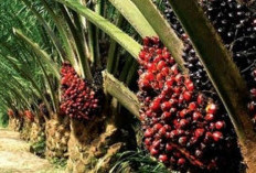 SPKS dan PTPN PalmCo Perkuat Akses Petani Sawit ke Program Peremajaan Sawit Rakyat