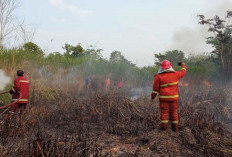 Damkar Jambi Turunkan 12 Armada, Padamkan 3,5 Hektare Lahan Terbakar Di Tajung Johor 