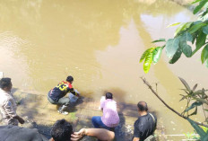 Wakil Bupati Tebo Lepas 60 Ribu Bibit Ikan Di Sungai Sekalo Kecamatan Sumay