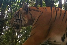 Populasi Harimau Sumatera di TNKS Terpantau Stabil