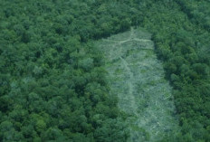 2,5 Juta Hektare Hutan Hilang