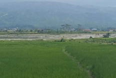 Beberapa Lahan Sawah di Kerinci Rusak Akibat Aktivitas Galian C