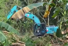 Warga Aur Kenali Khawatir, Penimbunan Rawa oleh PT SAS