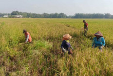 Berhasil Menjual 750,9 Ton Gabah ke Bulog, Petani Tanjabtim Tingkatkan Kualitas 