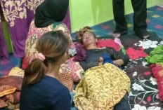 Ular Piton Serang Warga Sungai Gelam saat Sadap Karet Hingga Tewas