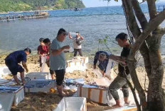 80.000 Benih Lobster Dilepasliarkan, Penyelundupan dengan Nilai Rp 12 Miliar