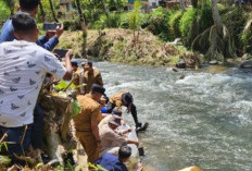 Gubernur Jambi Panen Raya Padi dan Ikan Semah 