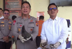 Disimpan dalam Kardus Kerupuk Udang, Polisi Gagalkan Penyelundupan Cula Badak dan Sisik Trenggiling 