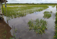 2 Bulan Banjir Tak Surut  68 Hektar Sawah Gagal Panen 