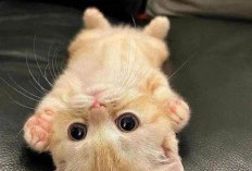 Fakta Unik Kucing Oren, Si Badan Kotak Berhati Lembut