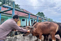 Pastikan Hewan Kurban Sehat dan Layak, Dinas Peternakan Batang Hari Turun ke Lapangan