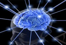 Makanan yang Bisa Bikin Otak Selalu Sehat