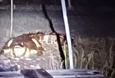 Buaya Liar Berukuran Besar kembali Muncul, Warga Minta Bantuan BPSPL