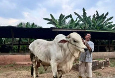 Presiden Prabowo Beli Sapi Milik Peternak Batang Hari, Seberat 818 Kg untuk Kurban