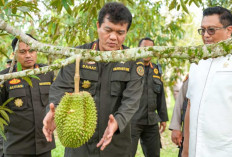 China Buka Akses Ekspor Durian Beku Asal Indonesia