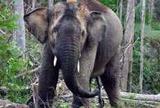 Hanya Tersisa Sekitar 100 Ekor, Gajah Sumatera Tersebar di Tiga Kantong Populasi