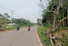 Pohon Kering di Pinggir Jalan Raya Jadi Ancaman , Kerap Dilanda Hujan Deras Disertai Angin Kencang