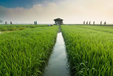 15 Ribu Hektare Lahan Sawah Tak Dimanfaatkan, Jambi Siapkan Strategi Pertumbuhan Wilayah Demi Ketahanan Pangan