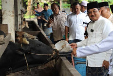 Bupati Tanjab Barat Tinjau Peternakan dan Kebun Sayur Warga Purwodadi