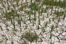 990 Hektare Sawah Batanghari Mengalami Kekeringan, Pompa Air Jadi Andalan