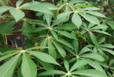 6 Bahaya Makan Daun Singkong Berlebihan, Bisa Picu Gangguan Serius pada Tubuh