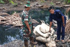  Geger! Warga Kuala Tungkal Temukan Tulang 