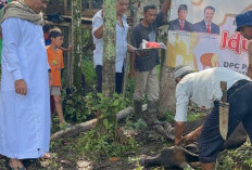 Anggota DPRD Zulkifli I Bagikan Bantuan Hewan Kurban di Jaluko