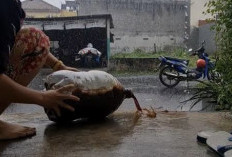 Menuang Eco Enzyme Saat Hujan, Tren Baru untuk “Sedekah ke Bumi”