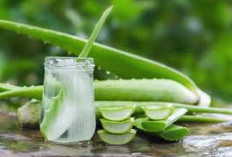 6 Manfaat Jus Lidah Buaya  Bisa untuk Kesehatan Rambut