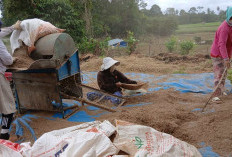Panen Gabah dan Jagung Gagal Total, Petani di Aurgading Merugi Akibat Banjir