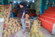 Kuala Tungkal Banjir Buah Durian, Harga Mulai dari Rp 8.000