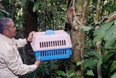 Lestarikan Keragaman Hayati, BKSDA Jambi Lepas Liarkan 2 Ekor Kukang ke Cagar Alam Durian Luncuk II