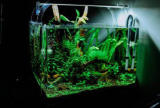 Aquascape Paling Populer