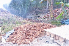 Warga Khawatir Kualitas Buah Pinang, Disebabkan Musim Hujan dan Banjir 