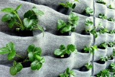 Hadirkan Vertical Garden dengan Sistem Kantung 