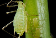 Cara Efektif Mengatasi Hama yang Mengganggu Cabai Anda