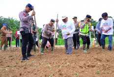 Polda Jambi Tanam Bibit Jagung, Dukung Program Asta Cita Presiden Prabowo Subianto