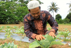 Petani di Tanjatim Kembangkan Bunga Kol, Di Dataran Rendah